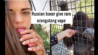 Russian Boxer gives endangered orangutan vape pen