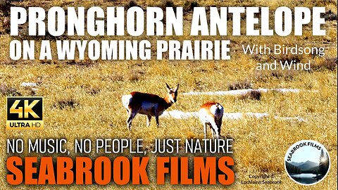 Pronghorn Antelope on a Wyoming Prairie