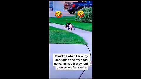 "Dogs Took Themselves on a Walk Owner Panics for Nothing