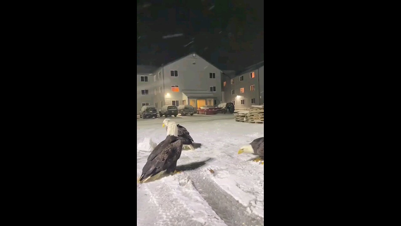 eagle gets bag over head