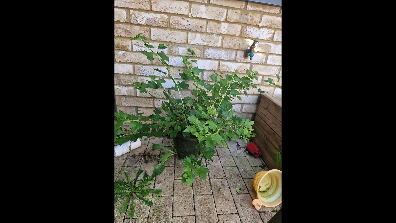 prepping the garden for spring