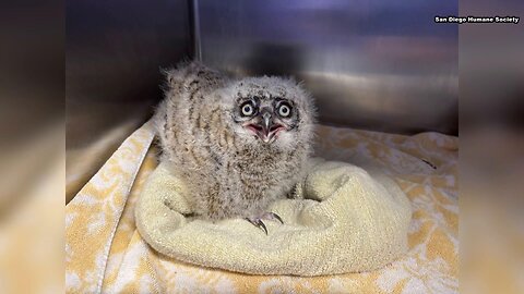 Baby owls return to San Diego wilderness after falling from nest