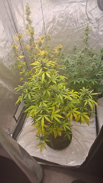 grape ape and northern lights grow