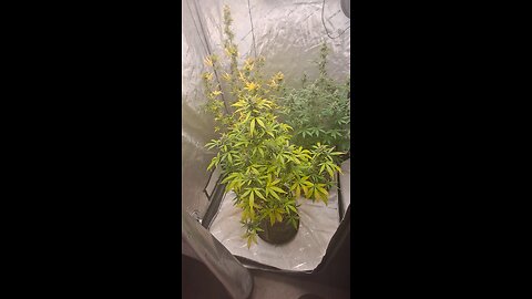 grape ape and northern lights grow