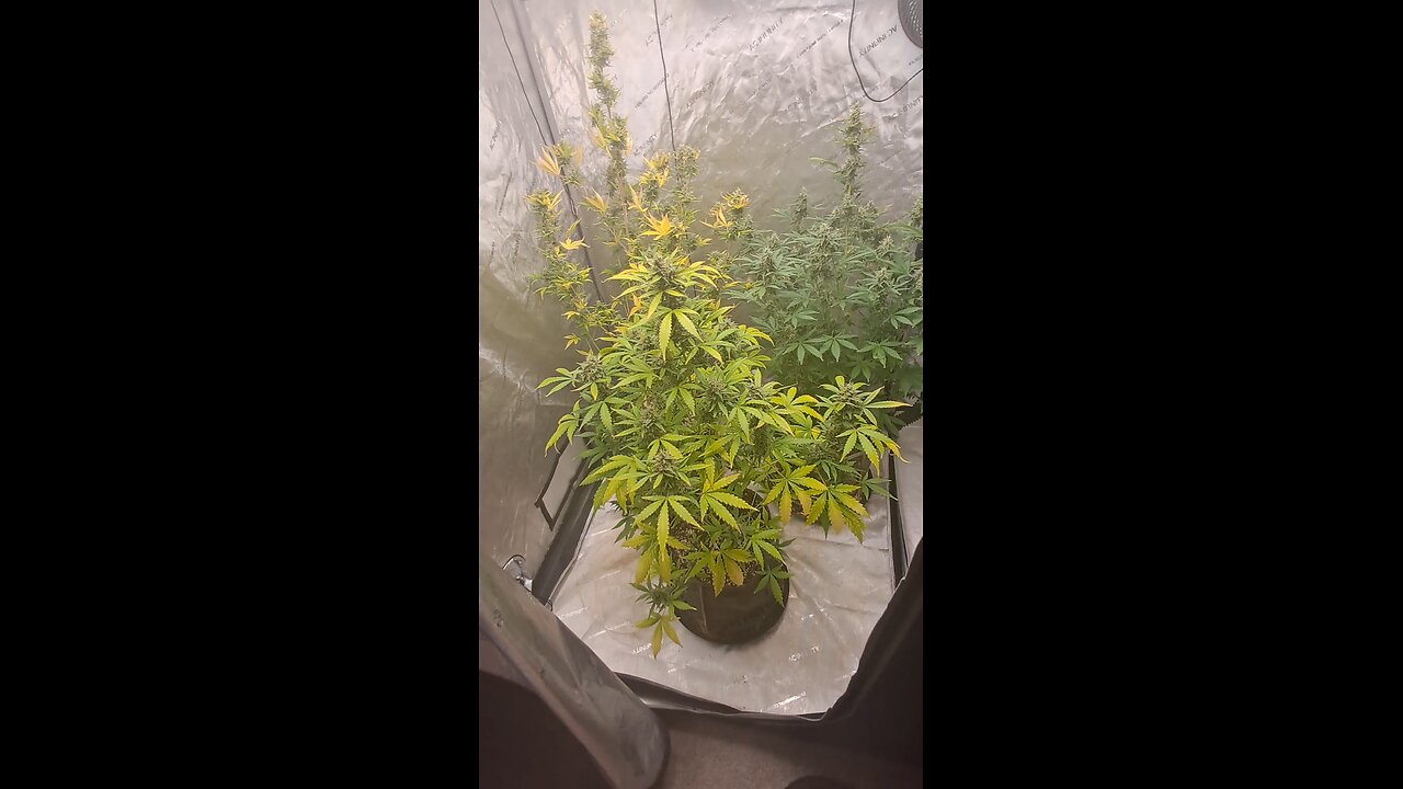 grape ape and northern lights grow