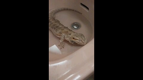 Meditating Dragon