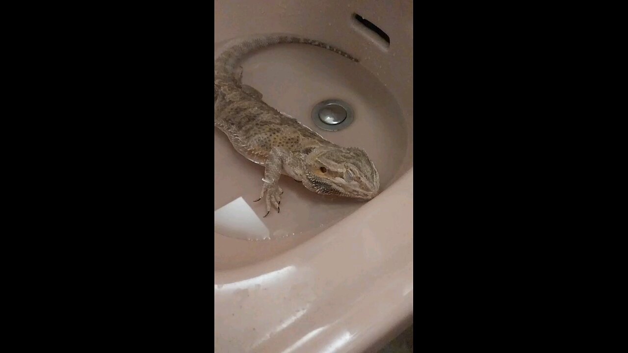 Meditating Dragon