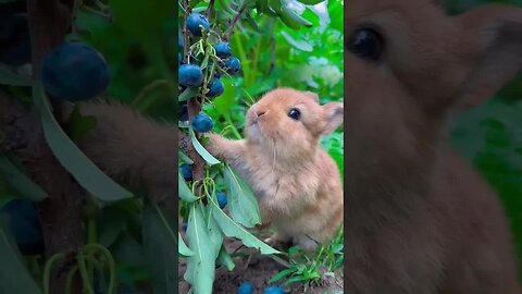 Rabbit eats bursting blueberries and is cute. Rabbit is a cute little pastoral pet.