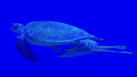 Turtle Swimming in Deep Blue Water