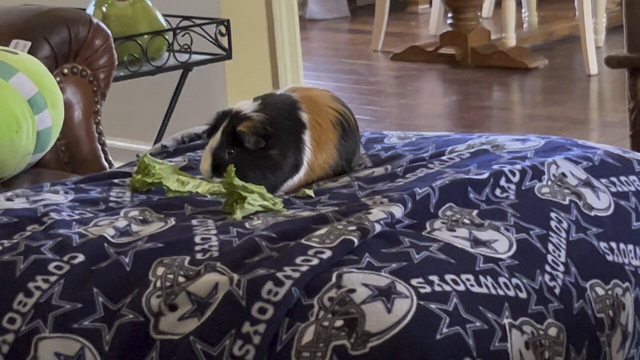 Hammy (Guinea Pig) Eating