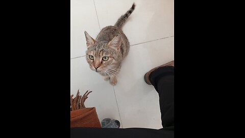 گربه شکارچی