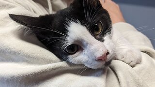 Looking Fur Love? Meet Jinx!