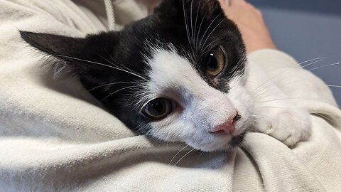 Looking Fur Love? Meet Jinx!
