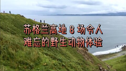 苏格兰高地 8 场令人难忘的野生动物体验