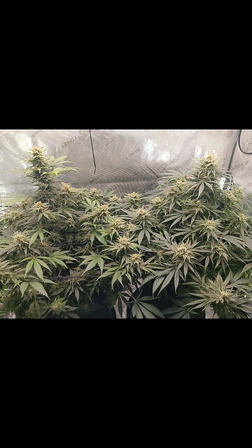 Wedding cheesecake week 15 day 1