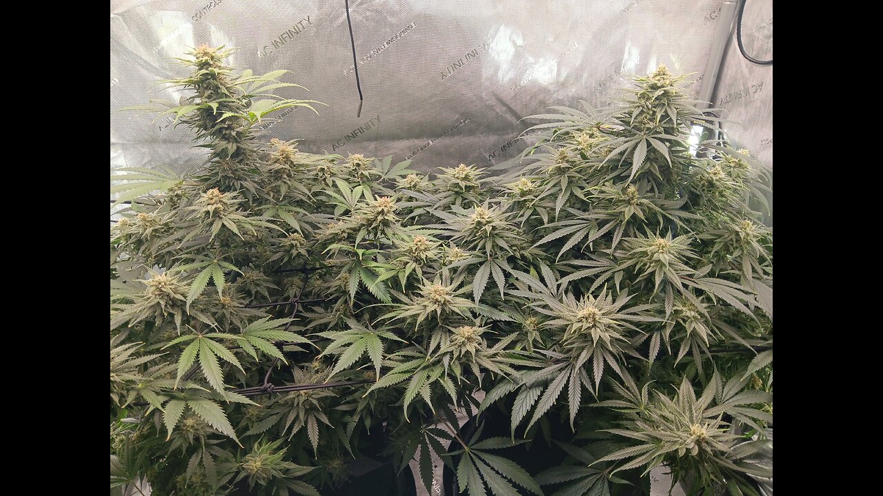 Wedding cheesecake week 15 day 1