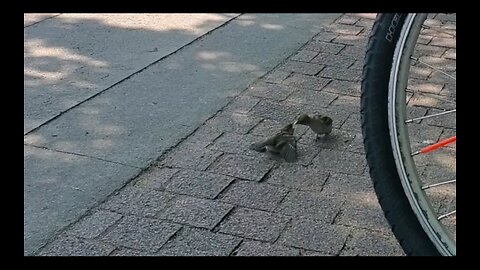 Bird feeding