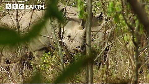 Rare Sighting: Black Rhino Family In Their Natural Habitat | BBC Earth