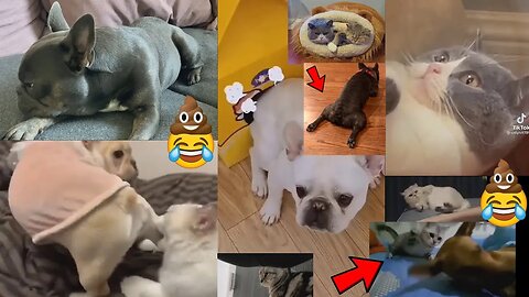 Funny Dogs Fart in Cats' faces🐕💨🐈Try Not To Laugh Compilation - Memes and Fails / Animals / Pets