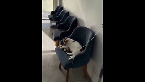 pet animal