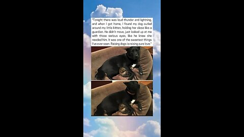 Protective Dog Comforts Kitten During Thunderstorm