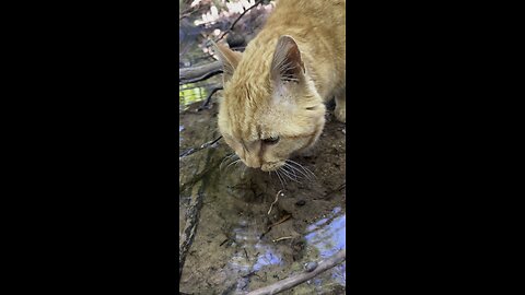 Cat in nature.