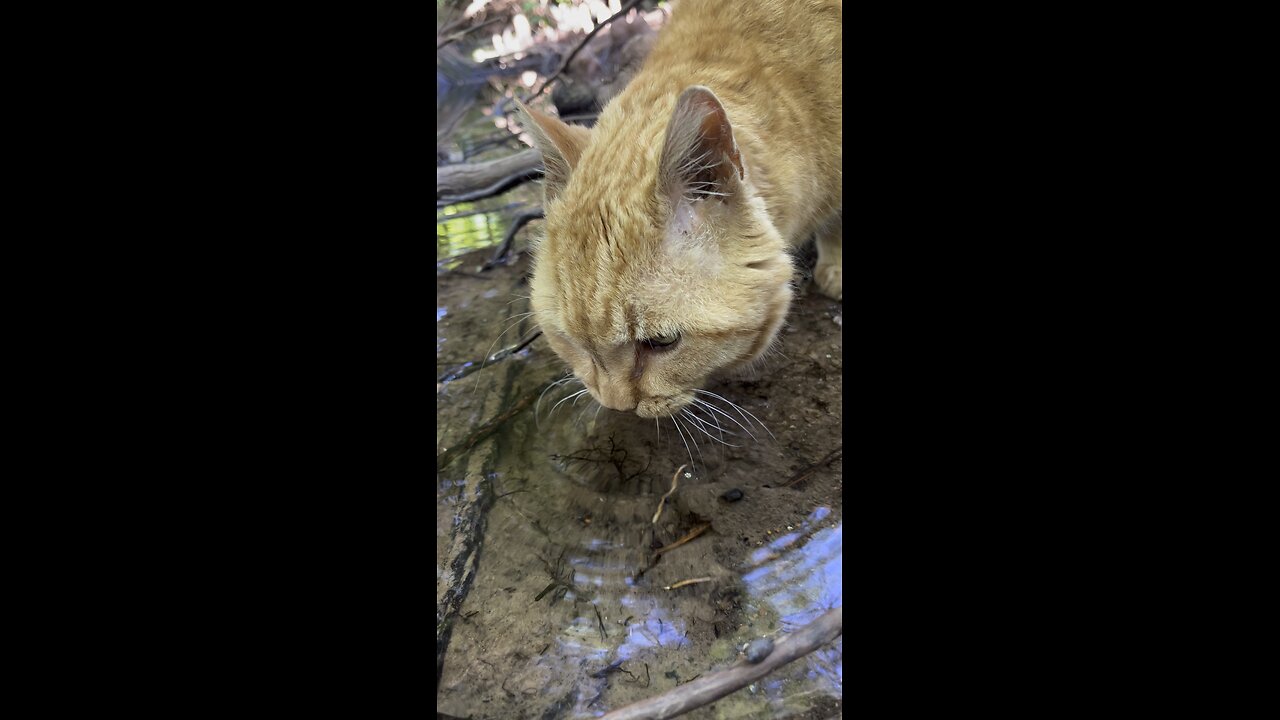 Cat in nature.