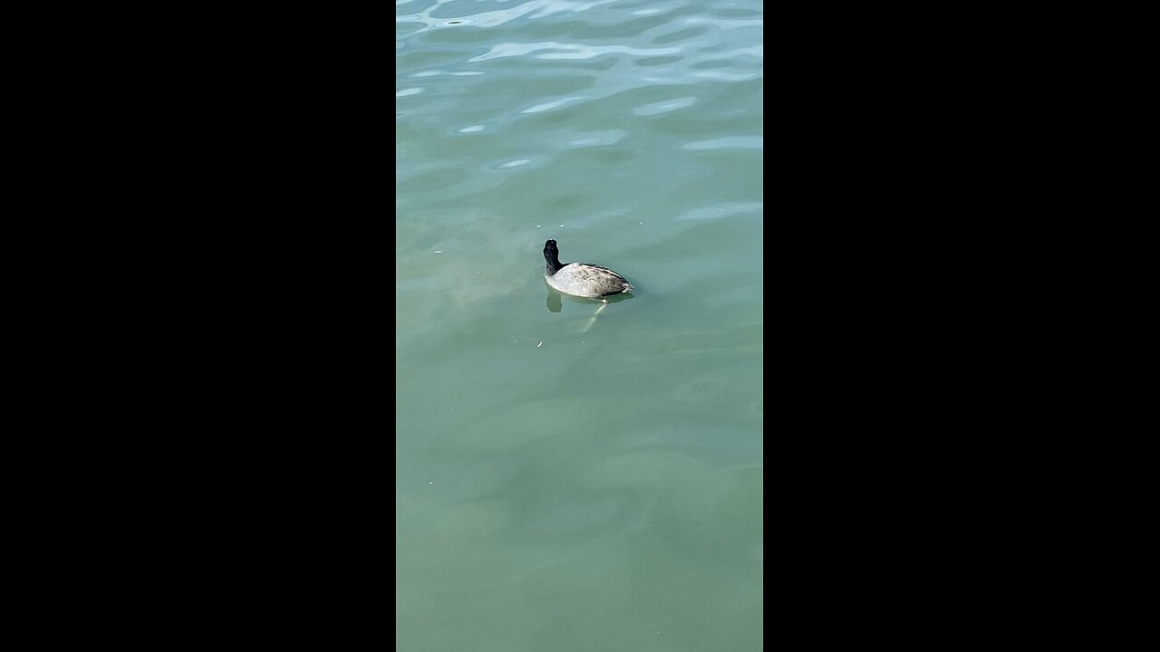 Coot #coot #swimming #followme #shorts #viral #trending