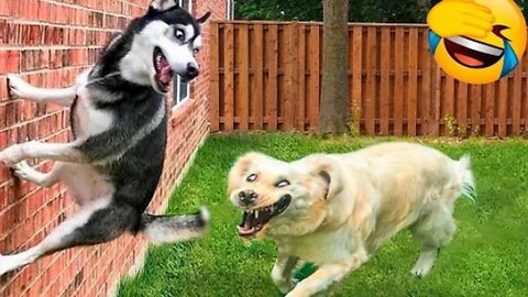 Funny Dogs And Cats Videos 2024 😅 - Best Funnies Animal Videos