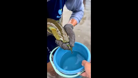 this fish can make you rich
