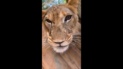The main thing in big cat games is the manifestation of their natural grace.