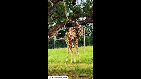 GIRAFFE GIVES BIRTH. Original content by @wildfriends_africa Instagram. 8-28-25