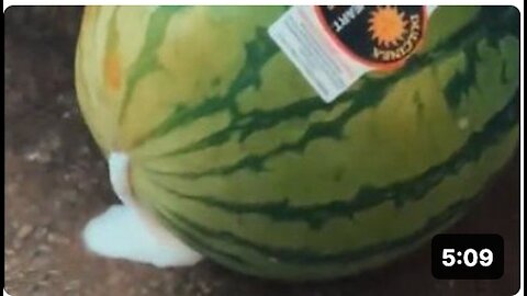 Unusual Trends Impacting Watermelons This Year