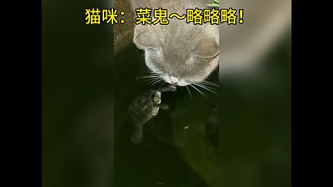 Cat playing with tortoise