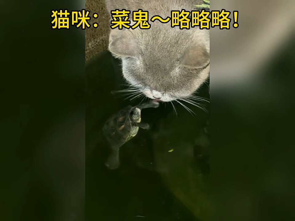 Cat playing with tortoise