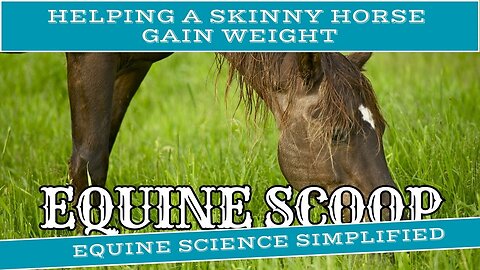 Helping a Skinny Horse Gain Weight