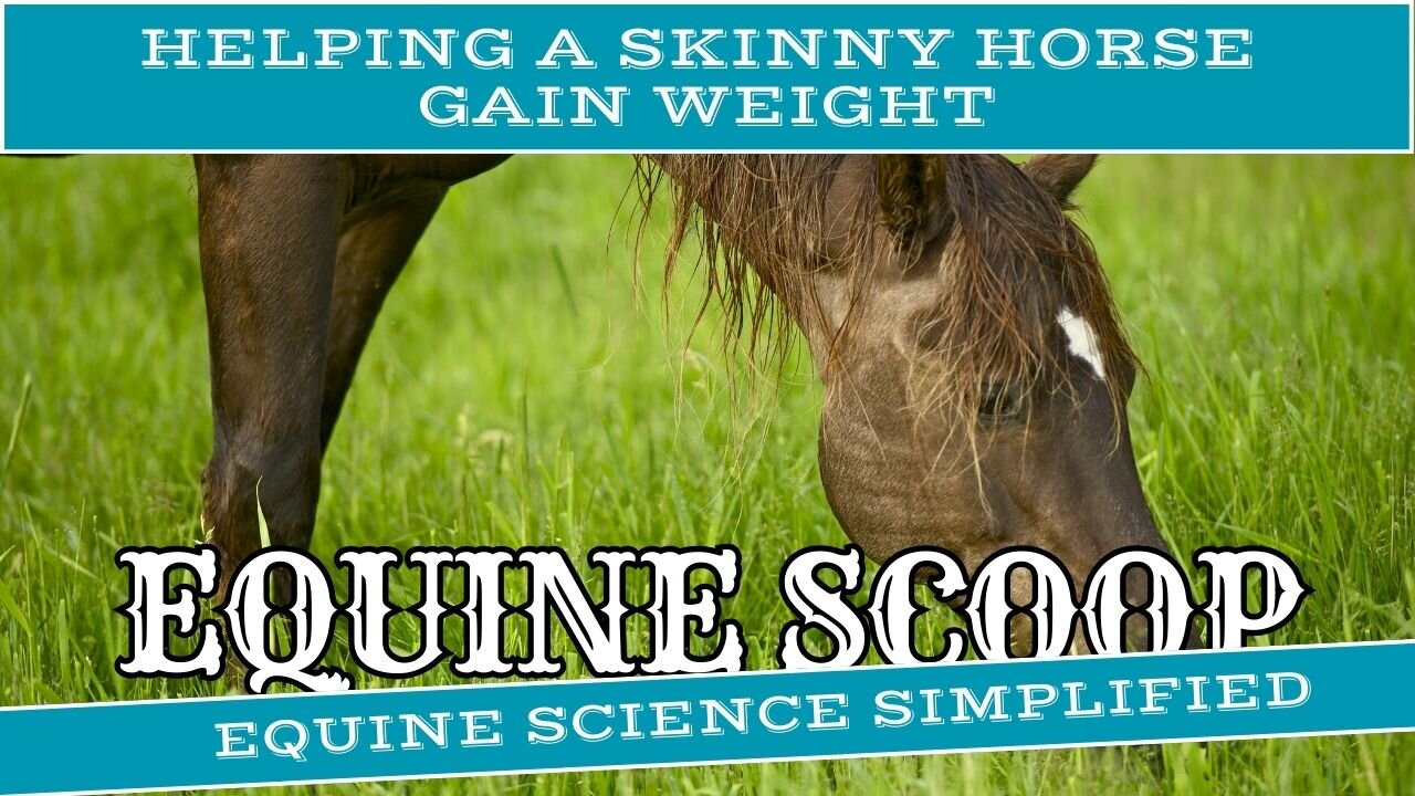 Helping a Skinny Horse Gain Weight