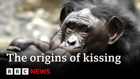 Where did kissing come from? | BBC News