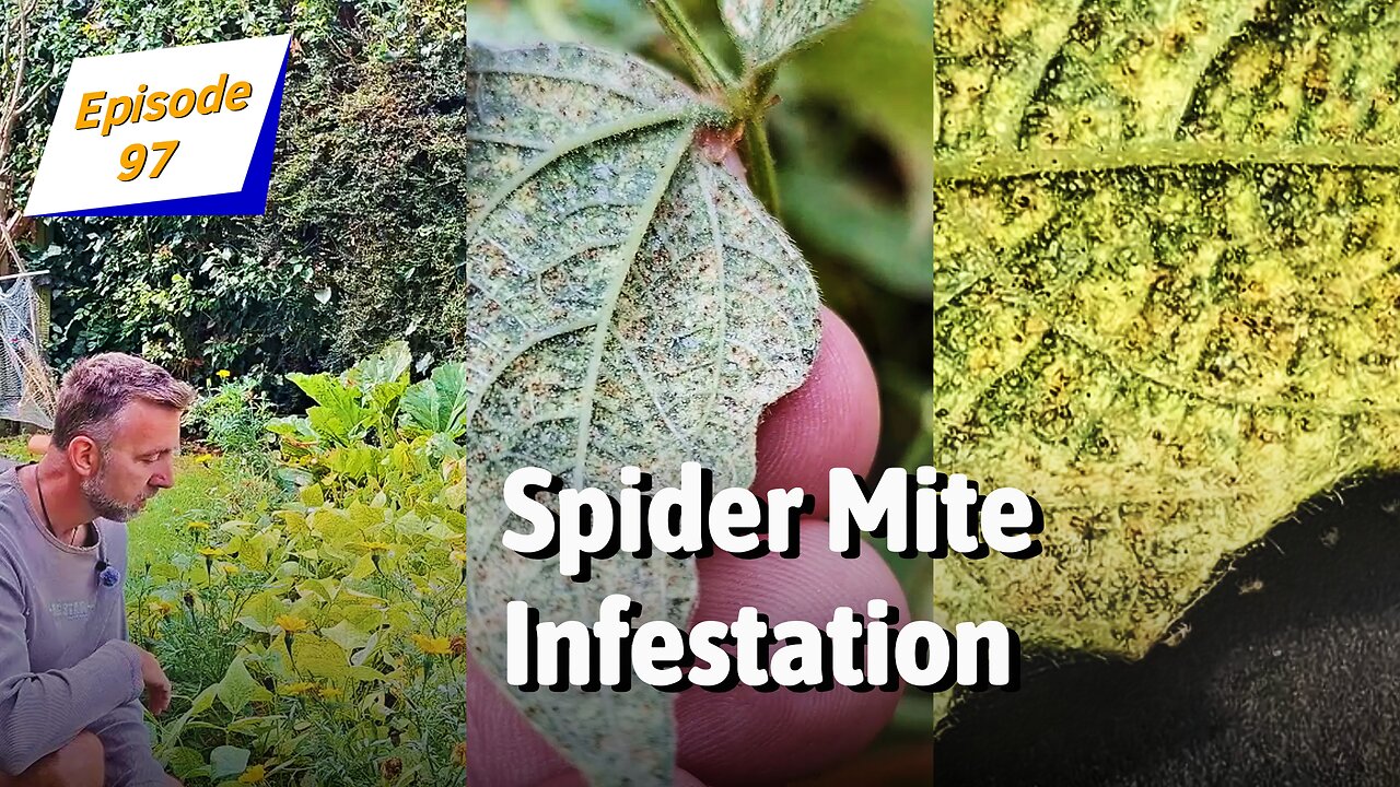 Spider Mite Infestation! Saving My Coco de Paimpol Beans | Garden Update