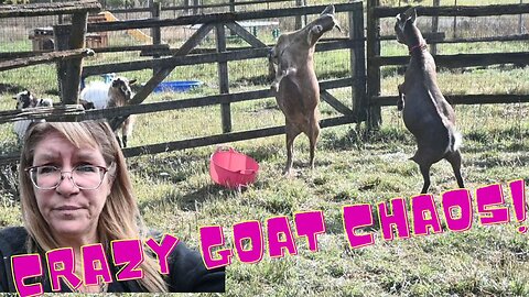 INSANE Goat DRAMA On The FARM!