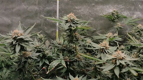Fiddlers way grown with nature