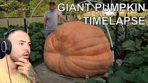 Kalkazian react the 2480 lb Giant Pumpkin Timelapse aka Bear Swipe Winner of Topsfield Fair