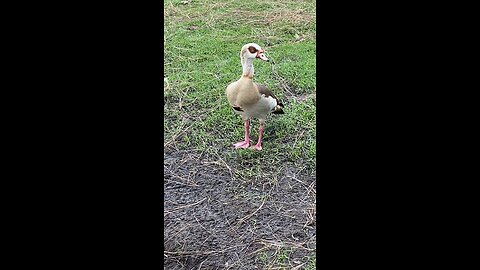Egyptian Goose 🪿& Mallard Duck 🦆 #followme #shorts #viral #trending #egyptiangoose #mallardduck