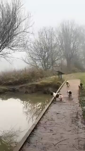 Dogs are kids who don't grow up, and friends who don't disappoint.