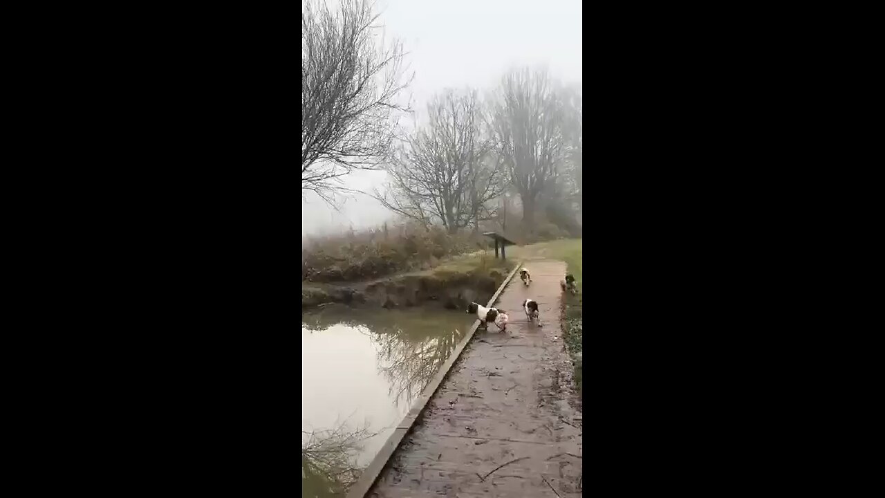 Dogs are kids who don't grow up, and friends who don't disappoint.