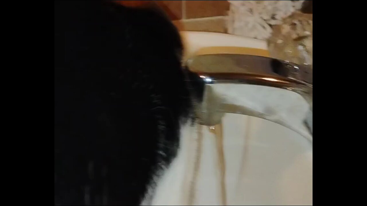 coolest cat