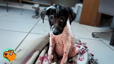 Lady Sees Tiny “Naked” Pup On The Road And Rushes To Help | Cuddle Buddies