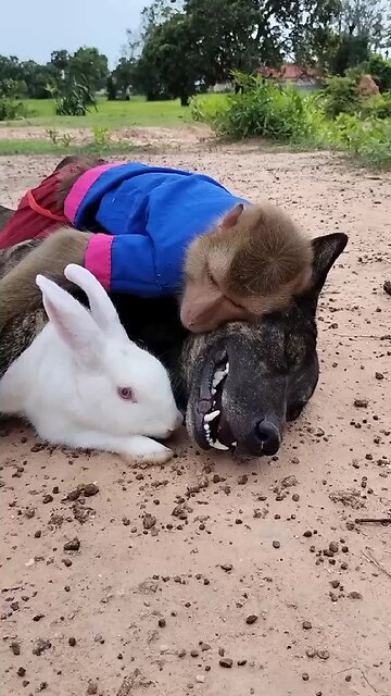 Viral video SokYaa, OG, Pao & Mom Are Famous Around The World #shorts #anime #trend #edit