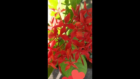 🌺 Rongon Flower Plant (Ixora) – Red Blooms Beauty