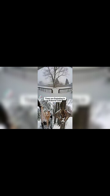 TREES ARE EXPLODING IN EXTREME COLD